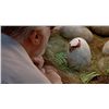 Image 4 : Jurassic Park - Velociraptor Hatched Egg