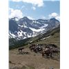 Image 3 : 4-DAY HORSEBACK TRIP FOR 2 PEOPLE IN THE ALBERTA ROCKIES