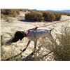 Image 2 : “Gunner” 1-YEAR OLD MALE GERMAN SHORTHAIRED POINTER PUP