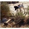 Image 3 : “Gunner” 1-YEAR OLD MALE GERMAN SHORTHAIRED POINTER PUP