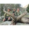 Image 3 : 6-DAY GREDOS IBEX & MOUFLON SHEEP HUNT 1X1 GUIDED FOR 1 HUNTER AND 1 NON-HUNTING COMPANION