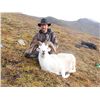 Image 3 : 10-DAY DALL’S SHEEP HUNT FOR 1 HUNTER