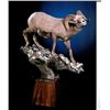 Image 4 : LIFESIZE NORTH AMERICAN SHEEP MOUNT