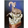 Image 5 : LIFESIZE NORTH AMERICAN SHEEP MOUNT