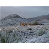 Image 5 : CHIHUAHUA DESERT BIGHORN SHEEP PERMIT