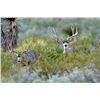 Image 6 : CHIHUAHUA DESERT BIGHORN SHEEP PERMIT
