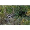 Image 7 : CHIHUAHUA DESERT BIGHORN SHEEP PERMIT