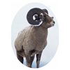 Image 2 : BRITISH COLUMBIA SPECIAL MOUNTAIN SHEEP PERMIT