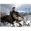 Image 8 : TAOS PUEBLO ROCKY MOUNTAIN BIGHORN SHEEP PERMITS