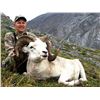 Image 11 : 12-DAY DALL’S SHEEP HUNT IN THE NORTHWEST TERRITORIES FOR 1 HUNTER & 1 NON-HUNTER WITH MOUNTAIN CARI