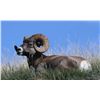 Image 3 : ALBERTA MINISTER’S SPECIAL BIGHORN PERMIT