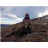 Image 5 : ALBERTA MINISTER’S SPECIAL BIGHORN PERMIT