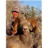 Image 4 : BAJA, CALIFORNIA SUR, MEXICO, DESERT BIGHORN SHEEP WITH TY MILLER’S EL FUERTE OUTFITTERS & FILM CREW