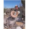 Image 5 : BAJA, CALIFORNIA SUR, MEXICO, DESERT BIGHORN SHEEP WITH TY MILLER’S EL FUERTE OUTFITTERS & FILM CREW