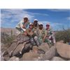 Image 6 : BAJA, CALIFORNIA SUR, MEXICO, DESERT BIGHORN SHEEP WITH TY MILLER’S EL FUERTE OUTFITTERS & FILM CREW