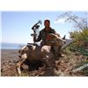 Image 9 : BAJA, CALIFORNIA SUR, MEXICO, DESERT BIGHORN SHEEP WITH TY MILLER’S EL FUERTE OUTFITTERS & FILM CREW