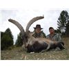 Image 2 : 12-DAY FANTASTIC 4 SPANISH IBEX HUNT FOR ONE HUNTER & ONE NON-HUNTER