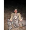 Image 11 : ARIZONA DESERT BIGHORN SHEEP PERMIT