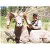 Image 7 : ARIZONA DESERT BIGHORN SHEEP PERMIT