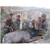 Image 9 : ARIZONA DESERT BIGHORN SHEEP PERMIT