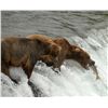 Image 2 : 5-DAY ALASKAN FISHING TRIP AND WILDLIFE VIEWING FOR 2 PEOPLE