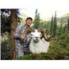 Image 5 : 12-DAY DALL’S SHEEP HUNT FOR 1 HUNTER