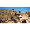 Image 14 : TIBURON ISLAND DESERT BIGHORN SHEEP PERMIT