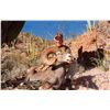 Image 2 : TIBURON ISLAND DESERT BIGHORN SHEEP PERMIT