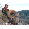 Image 3 : TIBURON ISLAND DESERT BIGHORN SHEEP PERMIT