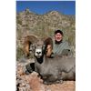 Image 8 : TIBURON ISLAND DESERT BIGHORN SHEEP PERMIT