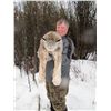 Image 3 : 6-DAY WINTER LYNX HUNT WITH HOUNDS FOR 1 HUNTER