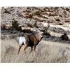 Image 3 : 2013 WYOMING GAME & FISH COMMISSIONER’S ELK/DEER/PRONGHORN LICENSES