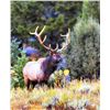 Image 4 : 2013 WYOMING GAME & FISH COMMISSIONER’S ELK/DEER/PRONGHORN LICENSES