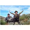 Image 3 : 4-DAY TROPHY BECEITE IBEX HUNT IN SPAIN FOR 1 HUNTER