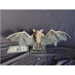 BATS SCREEN USED HERO ANIMATRONIC BAT PUPPET WITH CABLES ATTACHED