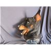 Image 2 : SPRUNG SCREEN USED HERO DOBERMAN PINSCHER DOG MASK MASCOT 