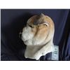 Image 2 : SPRUNG SCREEN USED HERO BULL DOG DOG MASK MASCOT 