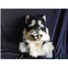 Image 1 : SPRUNG SCREEN USED HERO SIBERIAN HUSKY WEREWOLF DOG MASK MASCOT & RENTAL QUALITY
