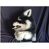 Image 2 : SPRUNG SCREEN USED HERO SIBERIAN HUSKY WEREWOLF DOG MASK MASCOT & RENTAL QUALITY