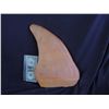 Image 1 : JERSEY SHORE SHARK ATTACK UNUSED URETHANE DORSAL FIN