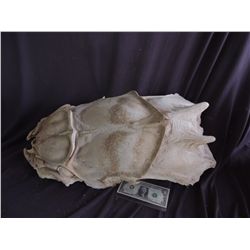 STARSHIP TROOPERS MARAUDER SCORPION BUG BODY CASTING UNUSED MASTER