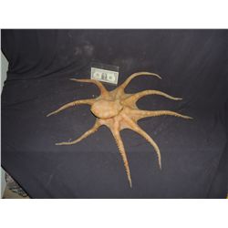 SILICONE OCTOPUS FOR HAUNT OR INDY FILM USE VERY LIFE LIKE