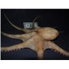 Image 2 : SILICONE OCTOPUS FOR HAUNT OR INDY FILM USE VERY LIFE LIKE