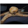 Image 3 : SILICONE OCTOPUS FOR HAUNT OR INDY FILM USE VERY LIFE LIKE