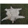Image 1 : INDIAN WOLF SKIN CEREMONIAL HEADDRESS 1 JOHN BUECHLER F/X SHOP LIQUIDATION