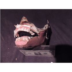HAND PUPPETED MOUTH FROM ANIMATRONIC PUPPET STEVE JOHNSON XFX SHOP LIQUIDATION