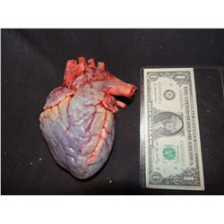 HOUSE M.D. INCREDIBLE SCREEN USED SILICONE HEART FROM TRANSPLANT SCENE BEST I HAVE EVER OFFERED!