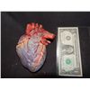 Image 1 : HOUSE M.D. INCREDIBLE SCREEN USED SILICONE HEART FROM TRANSPLANT SCENE BEST I HAVE EVER OFFERED!