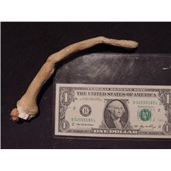 ALIEN RESURRECTION SCREEN USED FACE HUGGER LEG