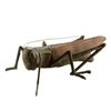 Image 1 : GARDEN CRICKET
